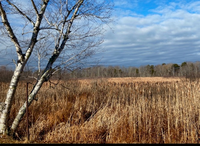 Clouds over the Marsh - Canvas Print